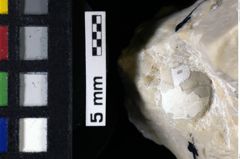 Foto (Detailansicht) von Pithonoton sp. (NHMW-GEO-1990-0041-0121)